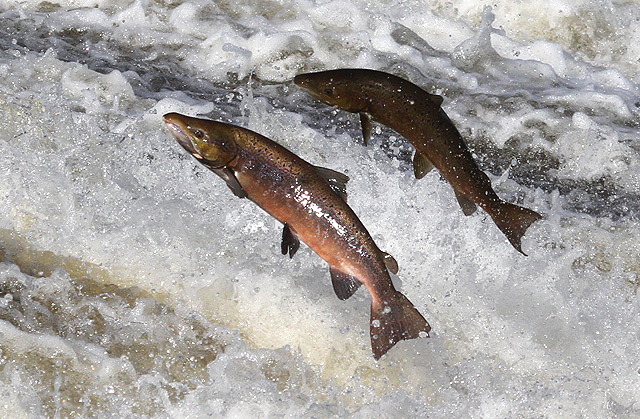 Pesca al salmone in Scozia